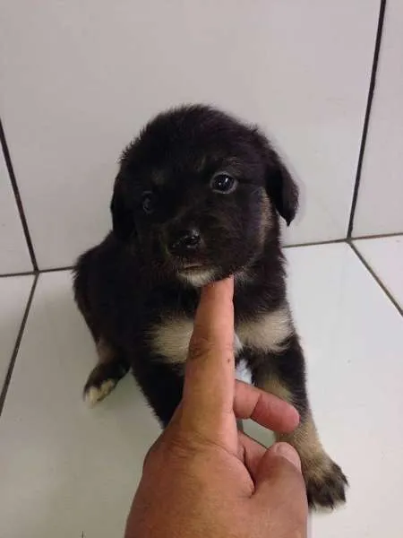 Cachorro ra a SRD idade Abaixo de 2 meses nome FILHOTES