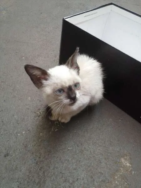 Gato raça  idade 2 a 6 meses nome Sem nome