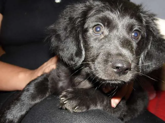 Cachorro ra a SRD idade 2 a 6 meses nome Malu