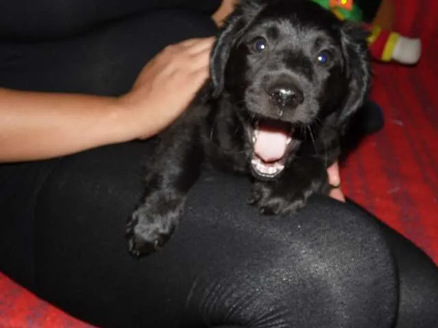 Cachorro ra a SRD idade 2 a 6 meses nome Malu