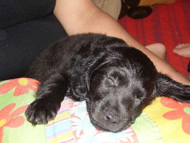 Cachorro ra a SRD idade 2 a 6 meses nome Malu