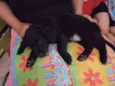 Malu