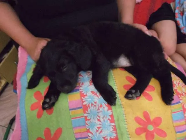 Cachorro ra a SRD idade 2 a 6 meses nome Malu