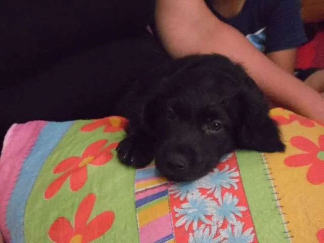 Cachorro ra a SRD idade 2 a 6 meses nome Malu