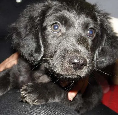 Cachorro ra a SRD idade 2 a 6 meses nome Malu