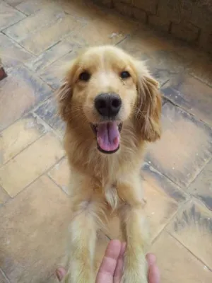 Cachorro raça SRD idade 1 ano nome Japa