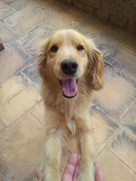 Cachorro ra a SRD idade 1 ano nome Japa