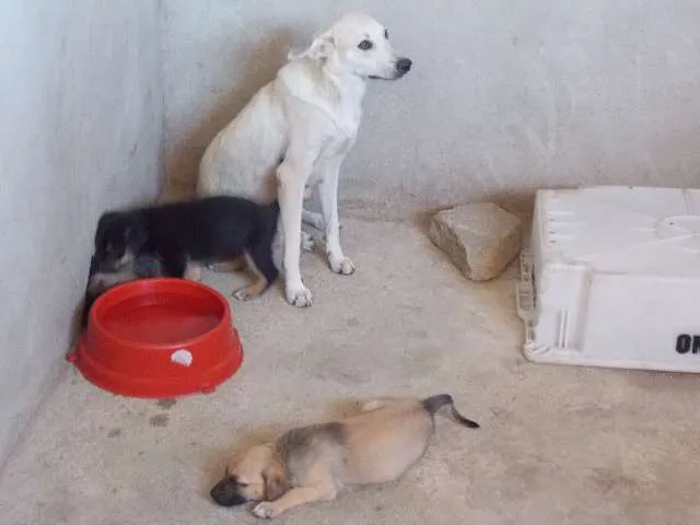 Cachorro ra a  idade  nome Princesa