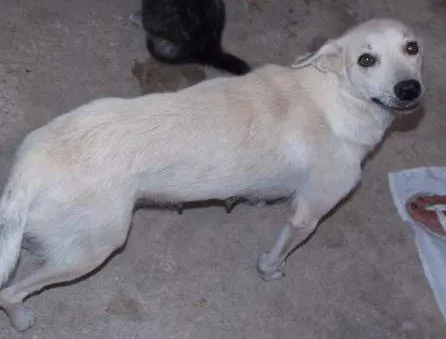 Cachorro ra a  idade  nome Princesa