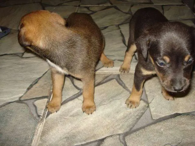Cachorro ra a SRD idade Abaixo de 2 meses nome Bebezinhos