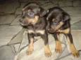 Bebezinhos