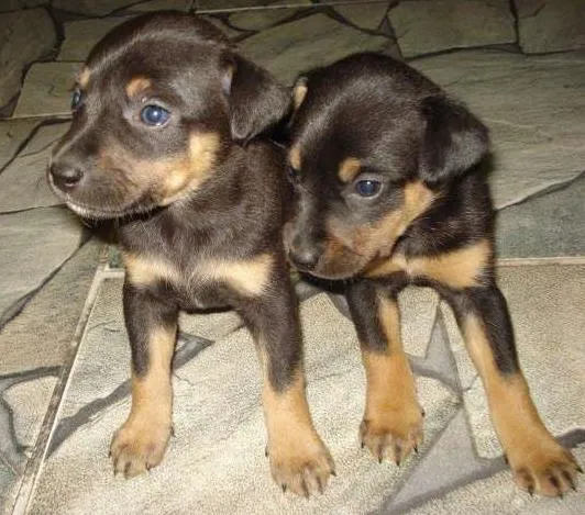 Cachorro ra a SRD idade Abaixo de 2 meses nome Bebezinhos