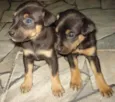 Bebezinhos