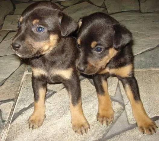 Cachorro ra a SRD idade Abaixo de 2 meses nome Bebezinhos