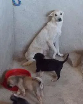 Cachorro raça  idade  nome Princesa