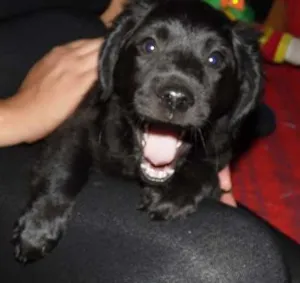 Cachorro raça SRD idade 2 a 6 meses nome Malu