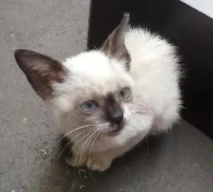 Gato raça  idade 2 a 6 meses nome Sem nome