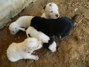 Cachorro raça Vira-Lata idade Abaixo de 2 meses nome Pequeninas