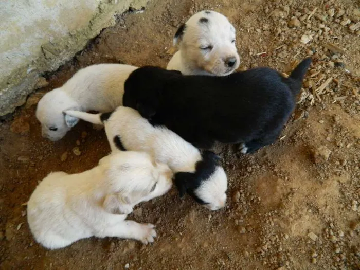 Cachorro ra a Vira-Lata idade Abaixo de 2 meses nome Pequeninas