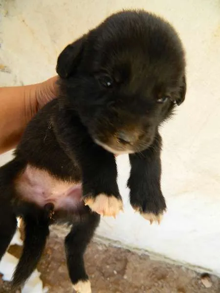 Cachorro ra a Vira-Lata idade Abaixo de 2 meses nome Pequeninas