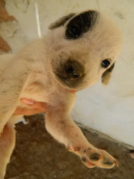 Cachorro ra a Vira-Lata idade Abaixo de 2 meses nome Pequeninas