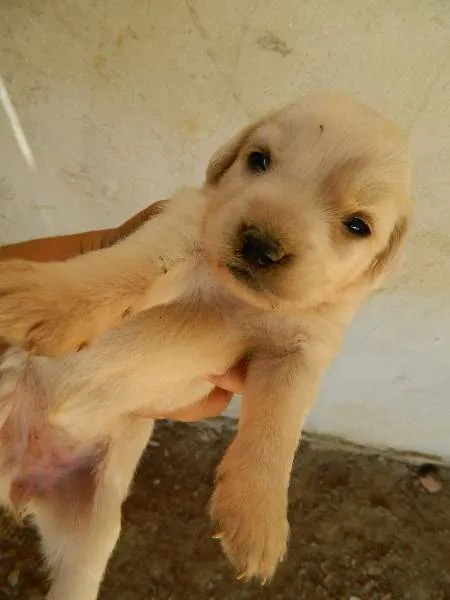 Cachorro ra a Vira-Lata idade Abaixo de 2 meses nome Pequeninas