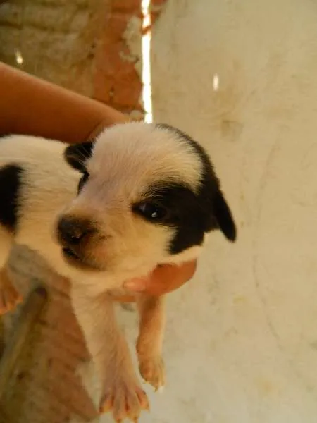 Cachorro ra a Vira-Lata idade Abaixo de 2 meses nome Pequeninas