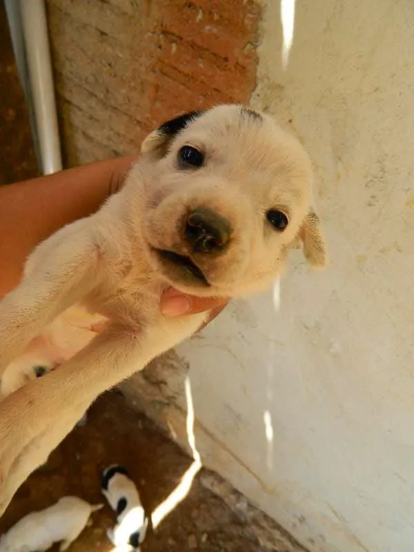 Cachorro ra a Vira-Lata idade Abaixo de 2 meses nome Pequeninas