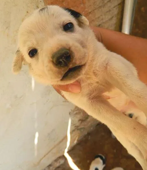 Cachorro ra a Vira-Lata idade Abaixo de 2 meses nome Pequeninas