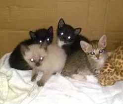 Gato ra a SRD idade Abaixo de 2 meses nome Sem nome
