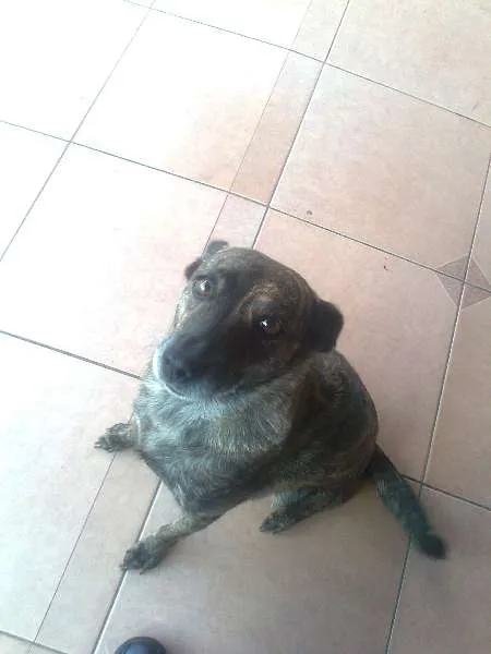 Cachorro ra a Vira lata idade 6 ou mais anos nome Brenda