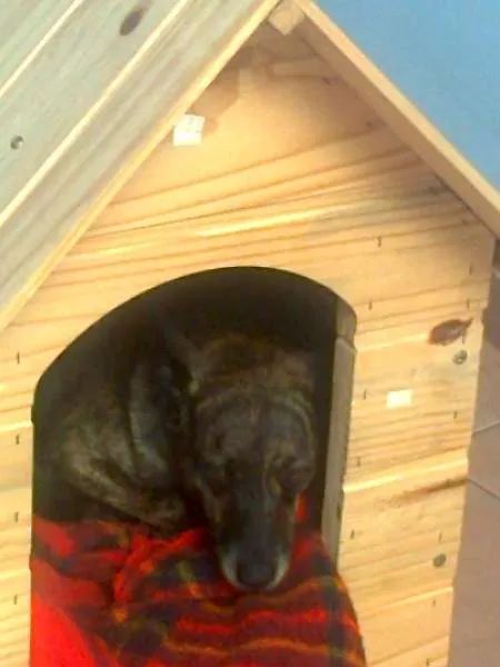 Cachorro ra a Vira lata idade 6 ou mais anos nome Brenda