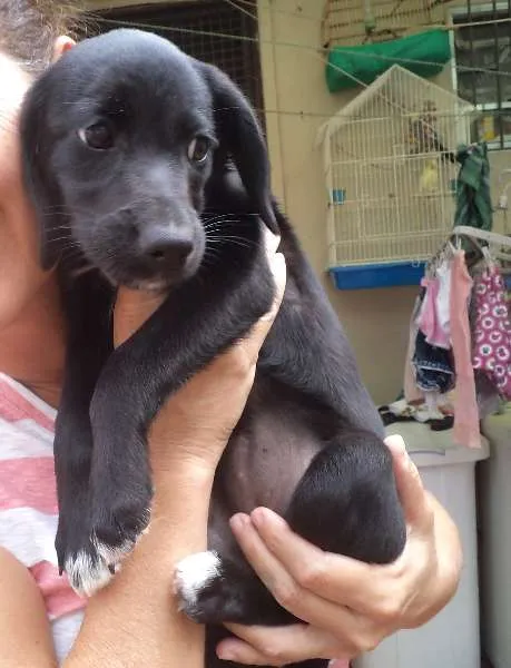 Cachorro ra a srd idade 2 a 6 meses nome Pretinha