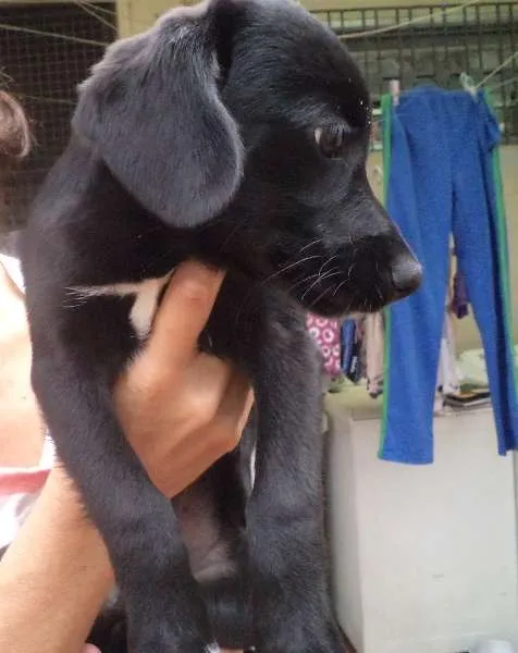 Cachorro ra a srd idade 2 a 6 meses nome Pretinha
