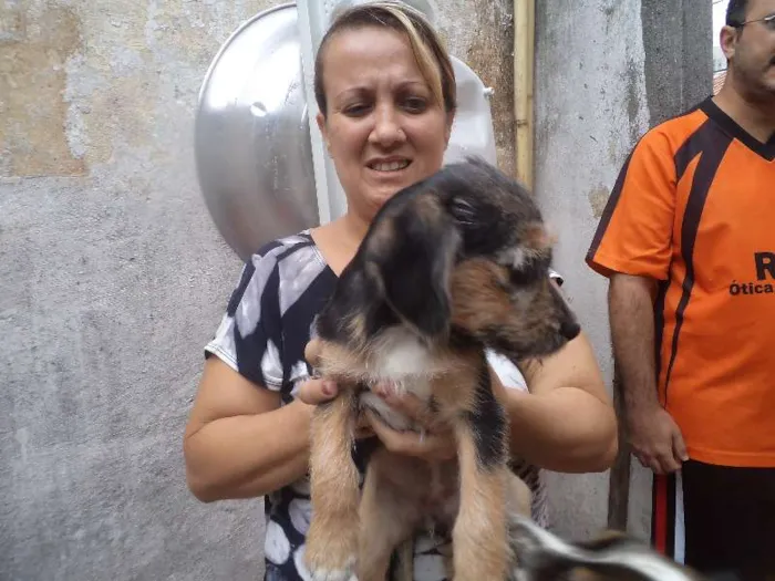 Cachorro ra a SRD idade 2 a 6 meses nome Ginger