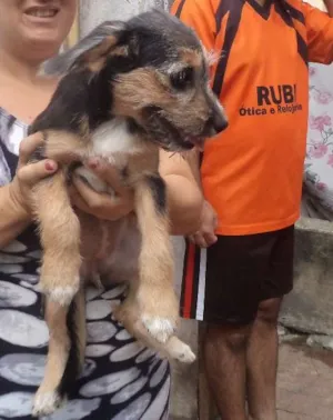 Cachorro raça SRD idade 2 a 6 meses nome Ginger