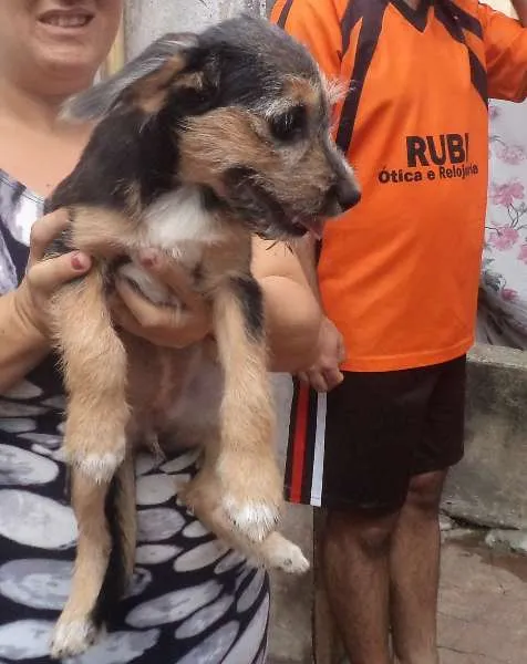 Cachorro ra a SRD idade 2 a 6 meses nome Ginger