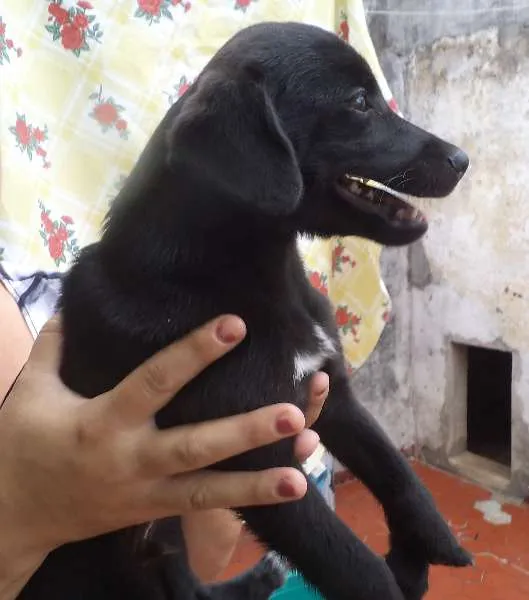 Cachorro ra a srd idade 2 a 6 meses nome Rick