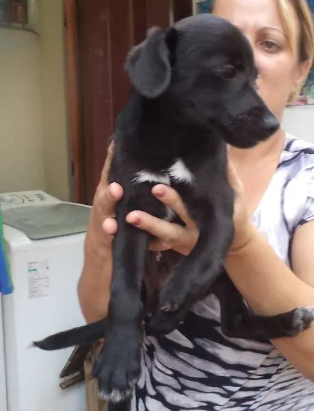 Cachorro ra a srd idade 2 a 6 meses nome Rick