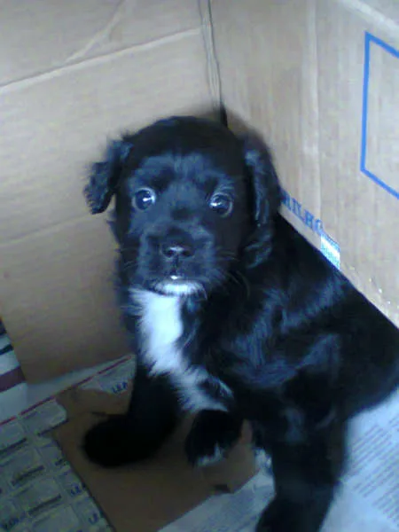 Cachorro ra a Raça não Definida idade Abaixo de 2 meses nome Filhote