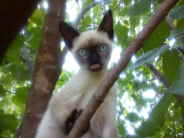 Gato ra a Siamês idade 2 a 6 meses nome Tom