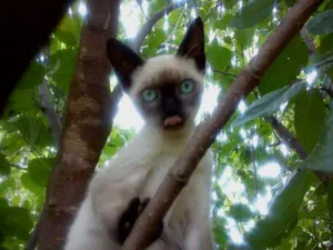 Gato raça Siamês idade 2 a 6 meses nome Tom