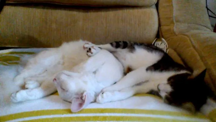 Gato ra a idade 1 ano nome roroneo e minú
