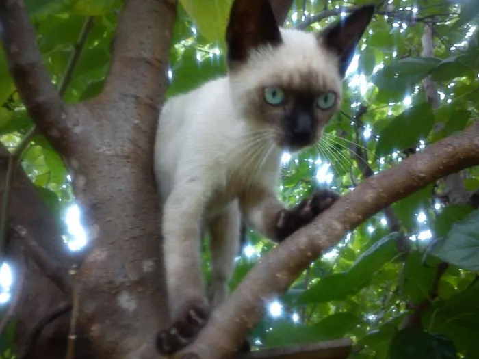 Gato ra a Siamês idade 2 a 6 meses nome Tom