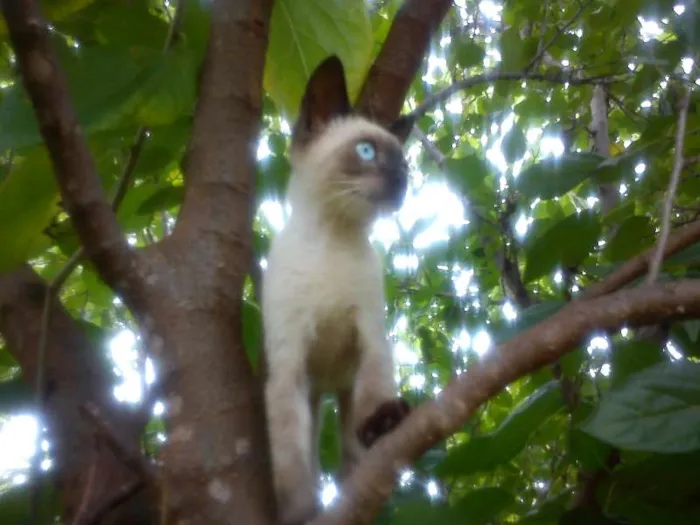 Gato ra a Siamês idade 2 a 6 meses nome Tom
