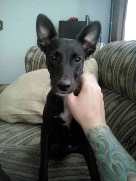 Cachorro ra a Vira Lata idade 2 a 6 meses nome Galadriel