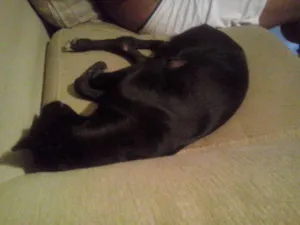 Cachorro raça Vira Lata idade 2 a 6 meses nome Galadriel