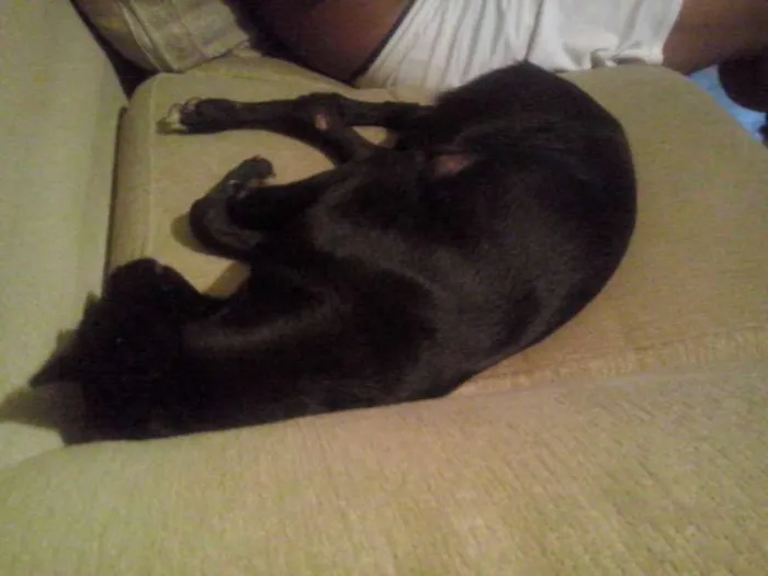 Cachorro ra a Vira Lata idade 2 a 6 meses nome Galadriel