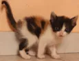 4 filhotes