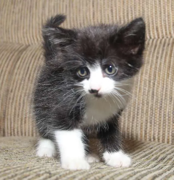 Gato ra a Gato idade Abaixo de 2 meses nome 4 filhotes